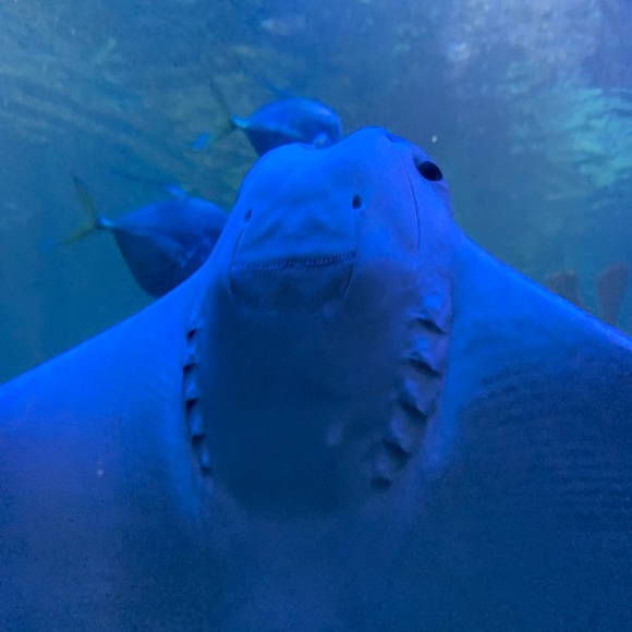 Meet your Posher, Eileen - Picture 4 of 4